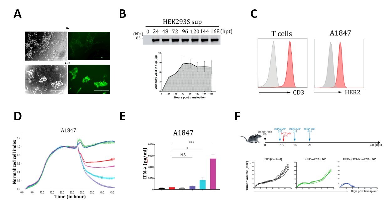 Panels A to F of bioactivity data: GFP fluorescence in iPSCs, Western blot and antibody yield over time, flow cytometry histograms, RTCA cytotoxicity curves, IFN-gamma ELISA bars and mouse tumor-volume curves.